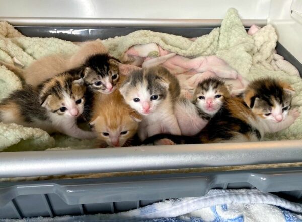 Seven Rescued Kittens Embark on a Heartfelt Journey of Growth and Play-1