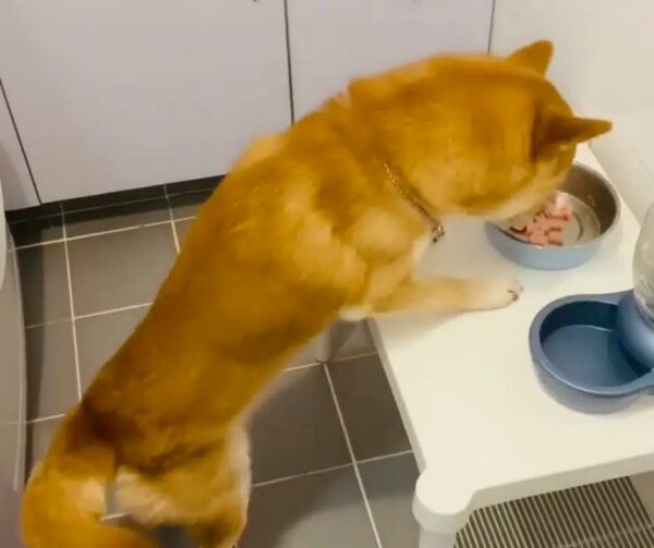 Shiba Inu's Unusual Pre-Meal Ritual Leaves Internet Stunned and Divided-1