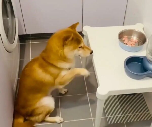 Shiba Inu's Unusual Pre-Meal Ritual Leaves Internet Stunned and Divided-1