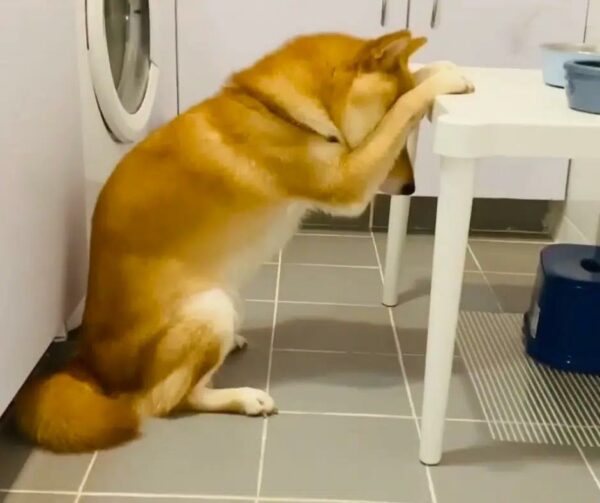 Shiba Inu's Unusual Pre-Meal Ritual Leaves Internet Stunned and Divided-1