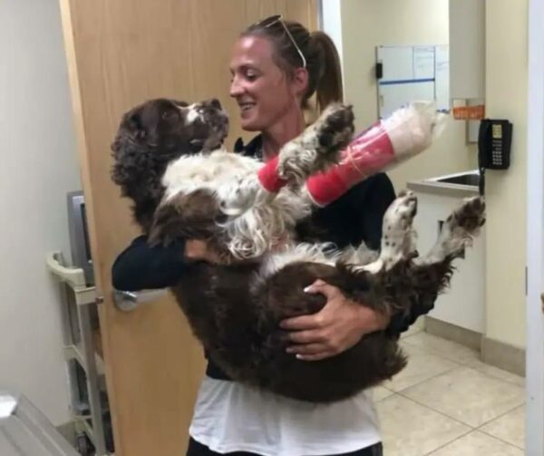 Single Mom's Epic 6-Hour Rescue of Injured Dog Will Leave You Speechless-1