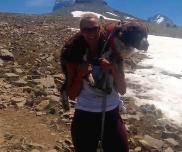 Single Mom's Epic 6-Hour Rescue of Injured Dog Will Leave You Speechless-1