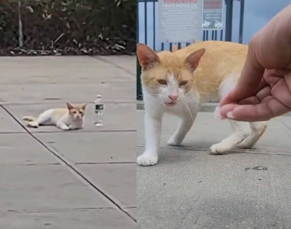 Stray Cat's Desperate Plea for Help Leads to Unbelievable Transformation-1