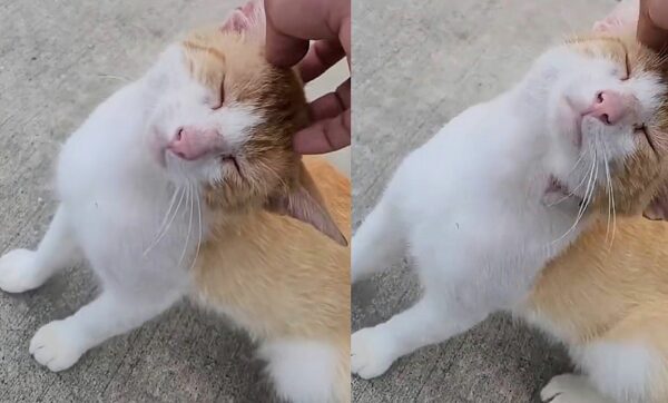 Stray Cat's Desperate Plea for Help Leads to Unbelievable Transformation-1