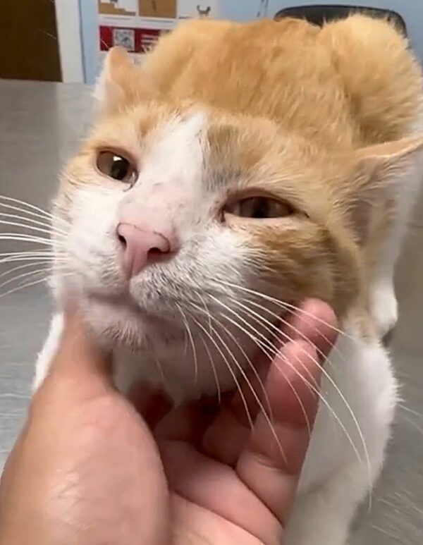 Stray Cat's Desperate Plea for Help Leads to Unbelievable Transformation-1