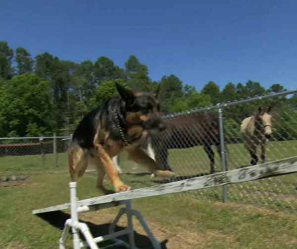 Stray Dog's Incredible Act of Valor Stuns Community After Horrific Accident-1