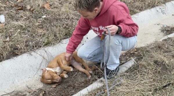 The Heart-Wrenching Tale of a Puppy Left for Dead and a Trucker’s Heroic Act-1