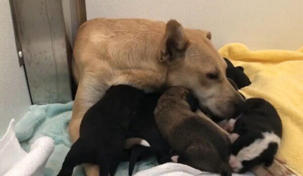 The Unexpected Discovery That Changed Everything for a Stray Dog Family-1