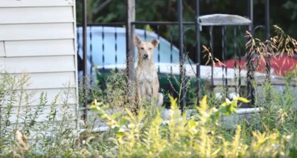 The Unexpected Discovery That Changed Everything for a Stray Dog Family-1