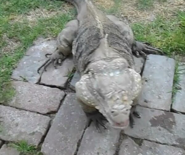 This Giant Lizard Acts Just Like a Loyal Dog—You'll Be Amazed!-1