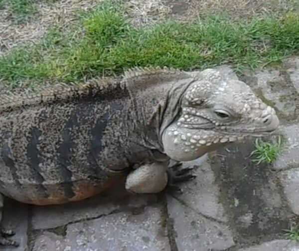 This Giant Lizard Acts Just Like a Loyal Dog—You'll Be Amazed!-1