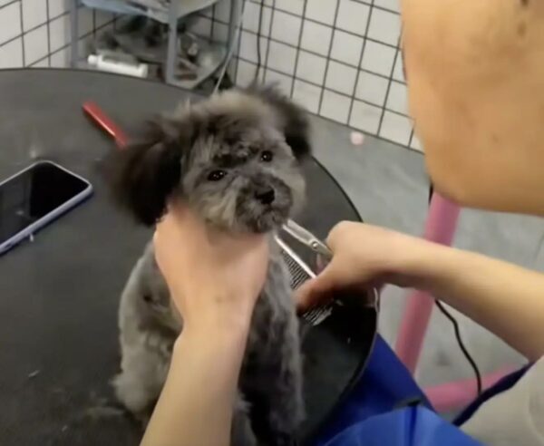 Tiny Pup Overcomes Harrowing Struggles, What Happens Next Will Melt Your Heart-1