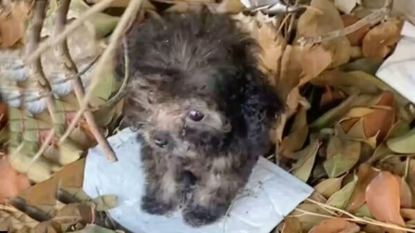 Tiny Pup Overcomes Harrowing Struggles, What Happens Next Will Melt Your Heart-1