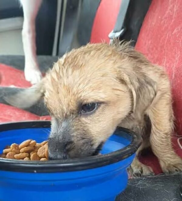 Tiny Puppy Left Alone In The Dirt Finally Gets His Miraculous Rescue-1