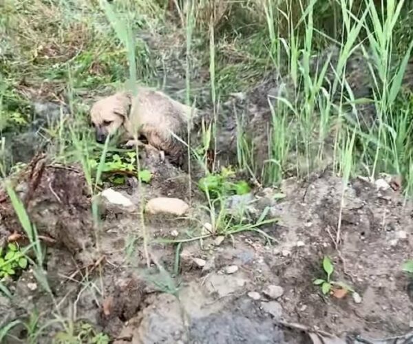 Tiny Puppy Left Alone In The Dirt Finally Gets His Miraculous Rescue-1