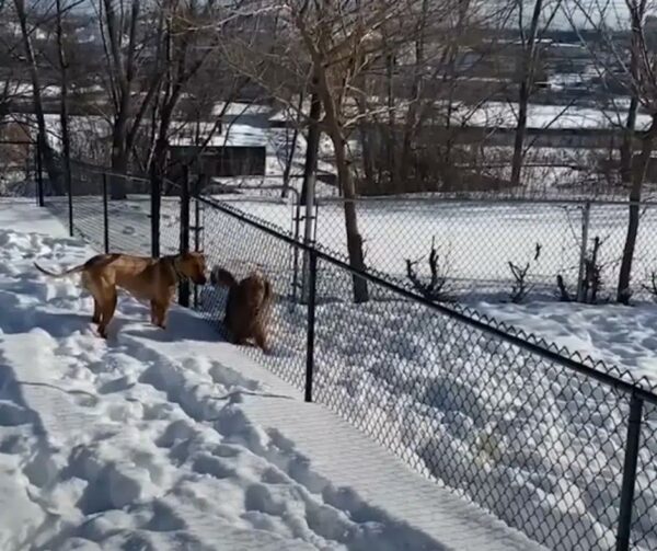 Two Neighboring Dogs Defy All Odds and Forge an Unbreakable Bond-1