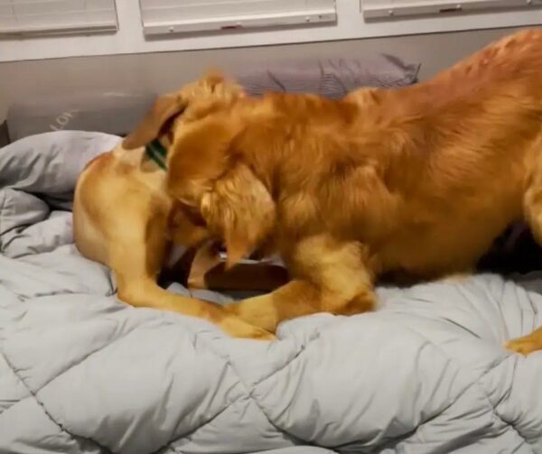 Two Neighboring Dogs Defy All Odds and Forge an Unbreakable Bond-1