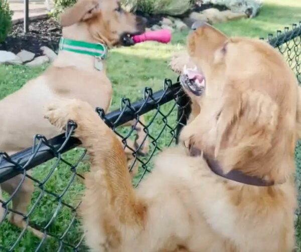 Two Neighboring Dogs Defy All Odds and Forge an Unbreakable Bond-1