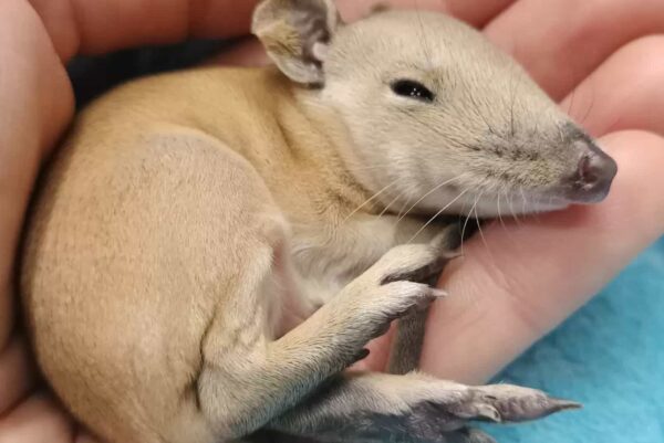 Unbelievable Discovery in Dog's Bed Leaves Owner Astonished-1