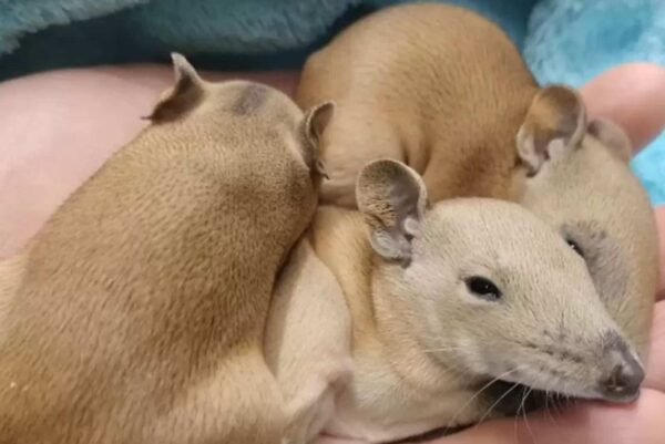 Unbelievable Discovery in Dog's Bed Leaves Owner Astonished-1