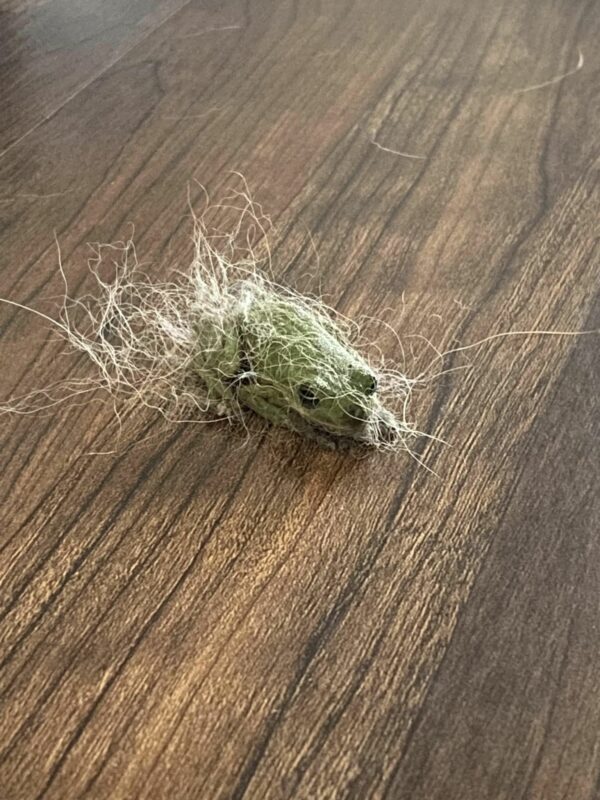 Unbelievable Discovery on Living Room Floor Leaves Pet Owner Astonished-1