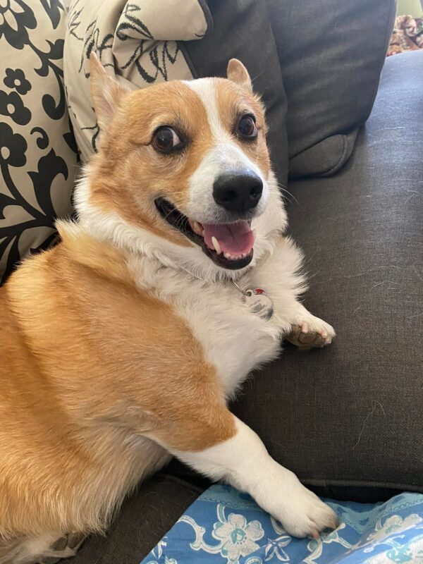 Unbelievable Discovery on Living Room Floor Leaves Pet Owner Astonished-1