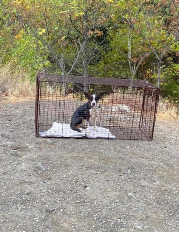 Woman's Forest Hike Turns Into Life-Saving Mission for Abandoned Puppy-1