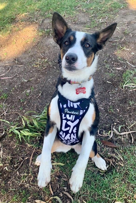 Woman's Forest Hike Turns Into Life-Saving Mission for Abandoned Puppy-1