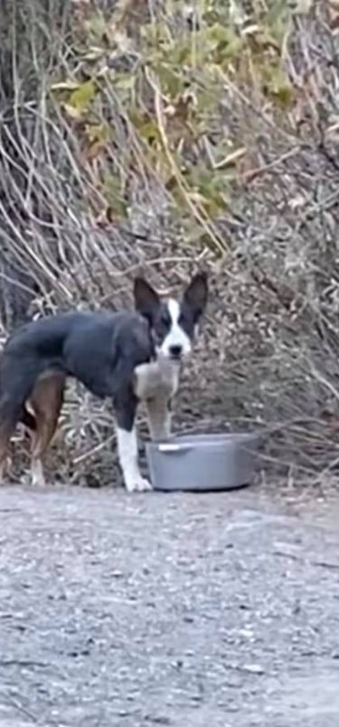 Woman's Forest Hike Turns Into Life-Saving Mission for Abandoned Puppy-1