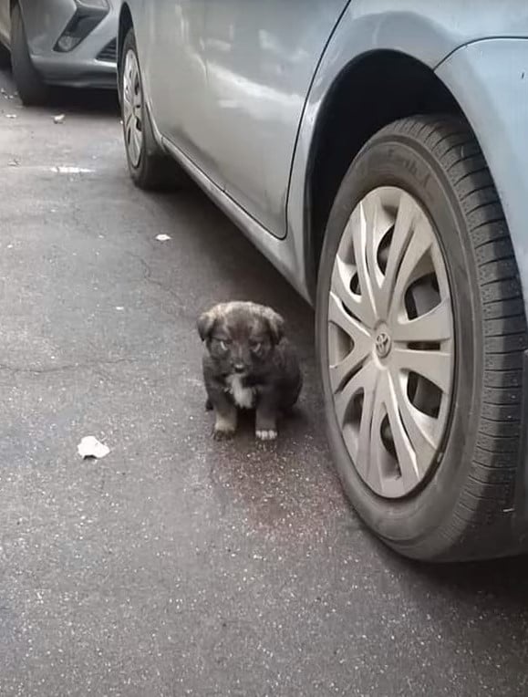 Woman's Heart Wrenched by Frightened Pups' Plight, Acts Swiftly-1