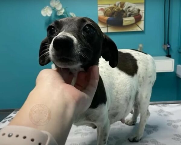 Woman's Split-Second Decision Changes a Pregnant Stray Dog's Life Forever-1