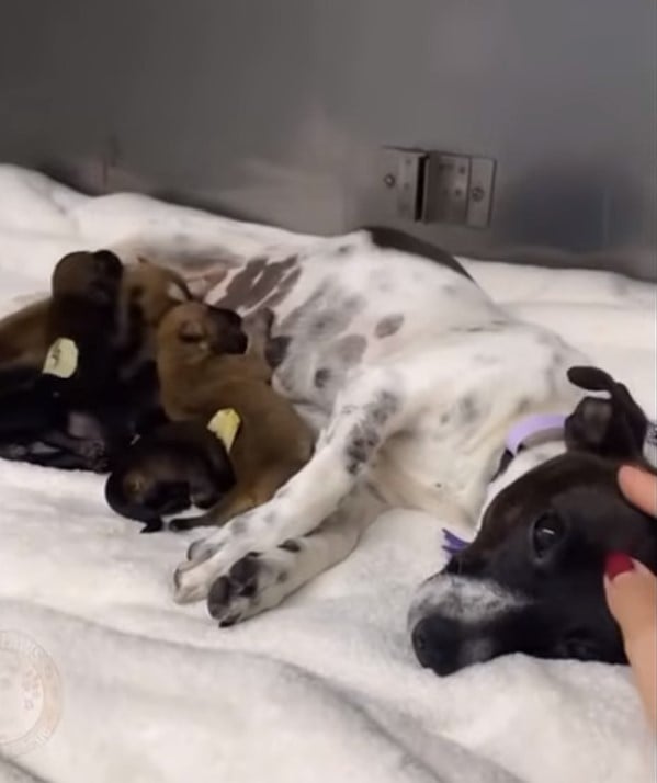 Woman's Split-Second Decision Changes a Pregnant Stray Dog's Life Forever-1