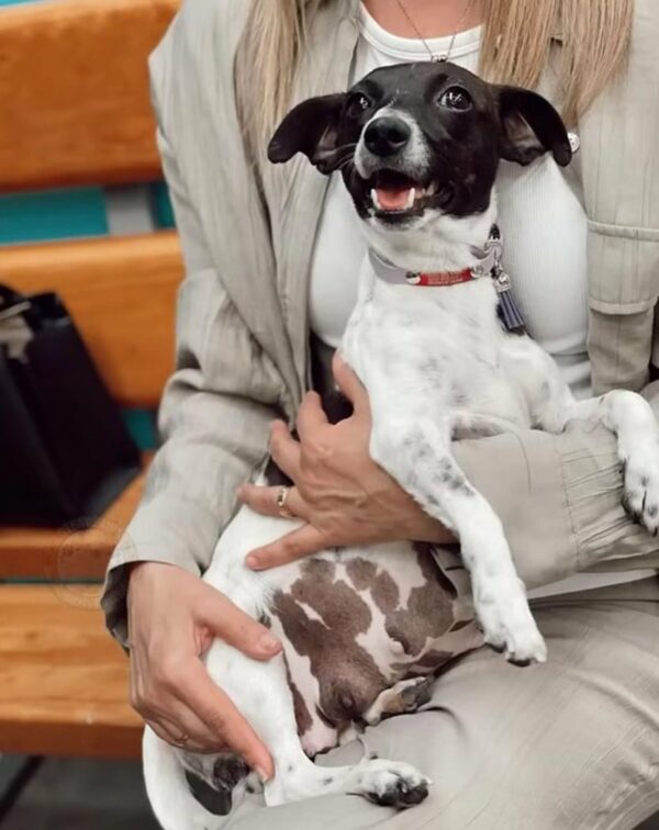 Woman's Split-Second Decision Changes a Pregnant Stray Dog's Life Forever-1