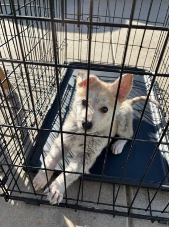 You Won't Believe What Shelter Workers Found in These Abandoned Kennels-1