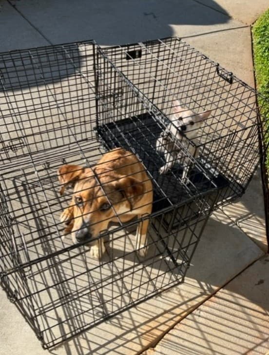 You Won't Believe What Shelter Workers Found in These Abandoned Kennels-1