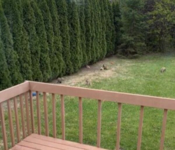 You Won't Believe What This Furry Family Did Next In Her Yard!-1