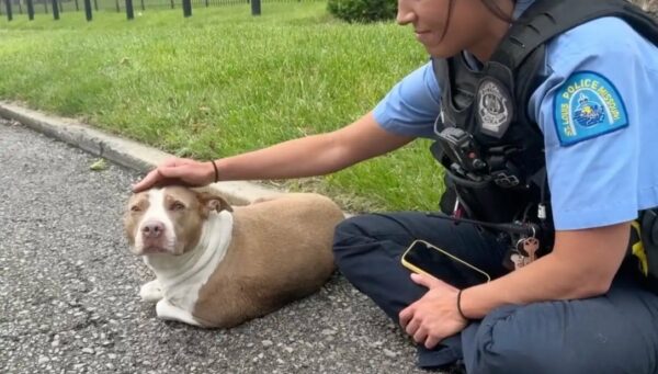 A Devastated Pup's Miraculous Roadside Rescue Will Tug At Your Heartstrings-1