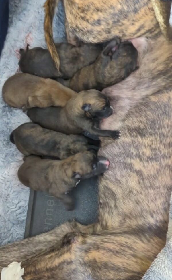 A Moment of Miracles: Witness the Emotional Birth of These Adorable Puppies-1