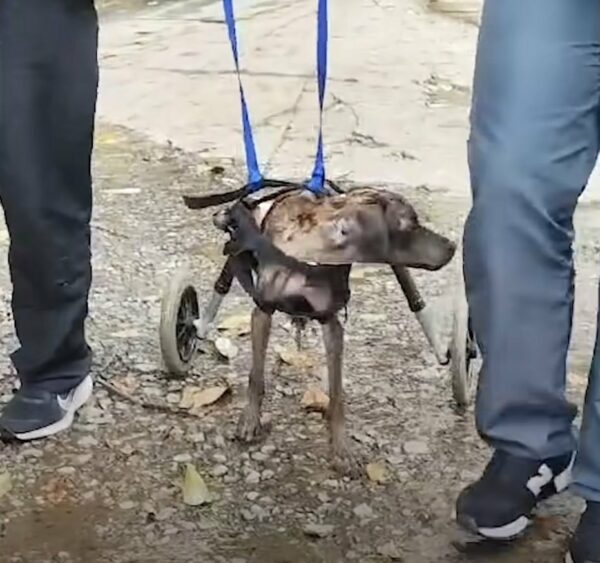 A Paralyzed Pup's Unlikely Journey from Despair to Joy Will Melt Your Heart-1