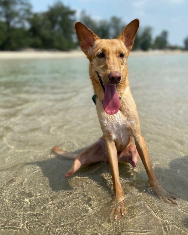 A Two-Legged Pup's Journey Will Leave You Speechless!-1