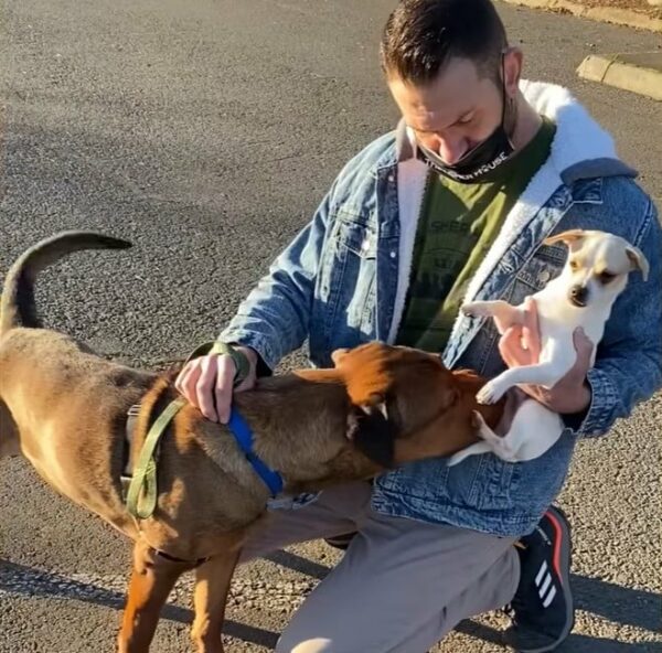 Abandoned 'Aggressive' Dog Forms Unbreakable Bond With New Dad—A Must-Read Journey-1