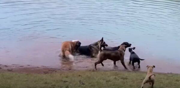 Abandoned 'Aggressive' Dog Forms Unbreakable Bond With New Dad—A Must-Read Journey-1