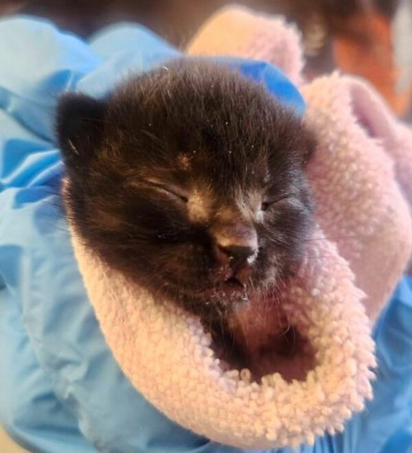 Abandoned Kitten's Incredible Journey to Finding a New Family Will Touch Your Heart-1