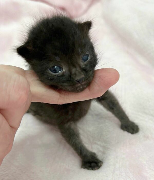 Abandoned Kitten's Incredible Journey to Finding a New Family Will Touch Your Heart-1