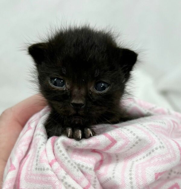 Abandoned Kitten's Incredible Journey to Finding a New Family Will Touch Your Heart-1