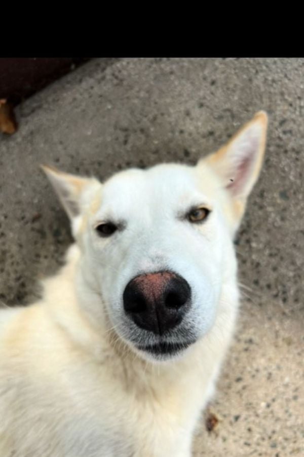 Abandoned Puppy Finds Unlikely Sanctuary and Captivates Ranch Family-1