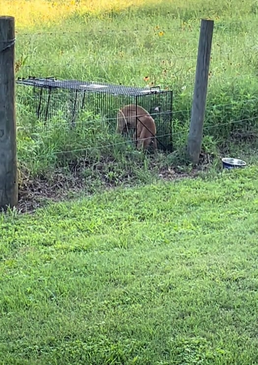 Abandoned Pup's Emotional Journey to Love and Friendship Will Leave You in Tears-1