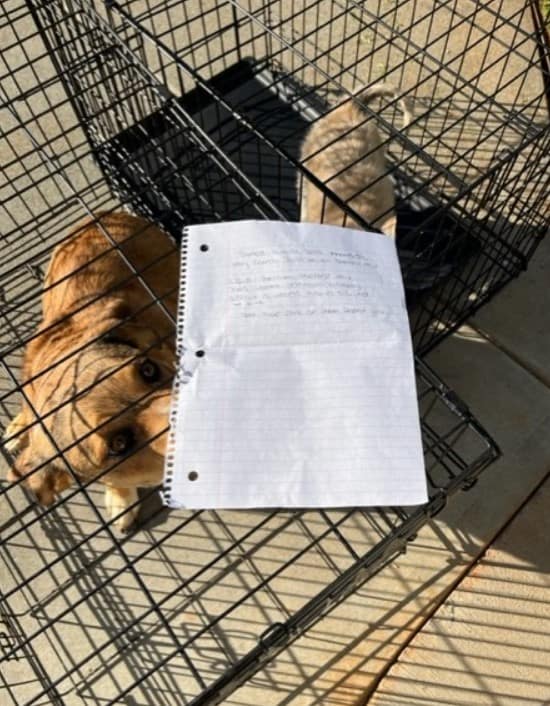 Abandoned Pups Found With Heartbreaking Note—What Happened Next Will Amaze You!-1