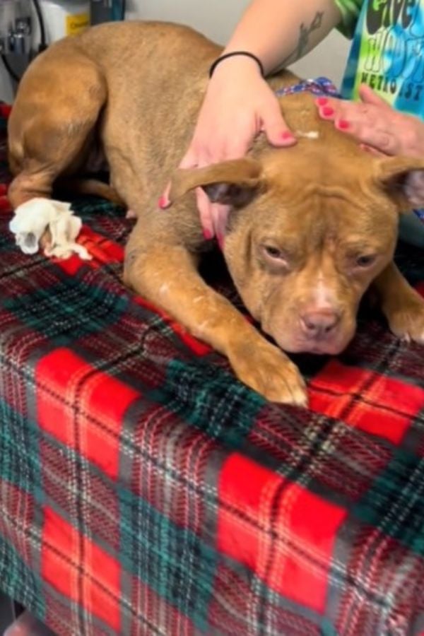 Abandoned Pup's Heartbreaking Transformation Will Leave You in Tears-1