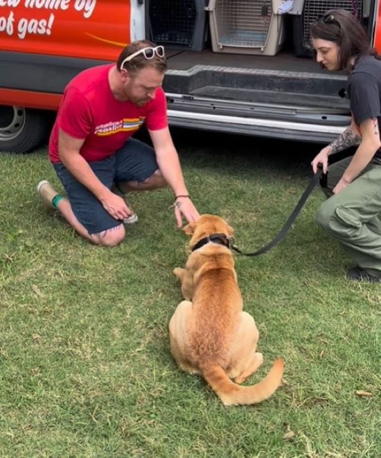 Abused Dog's Unbelievable Journey From Chains to Freedom Will Melt Your Heart-1